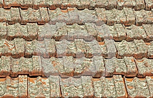 Terracotta Roof Tiles Covered in Lichen Fungus