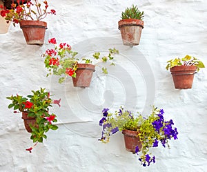 Terracotta vases with colorful flowers hanging on white wall