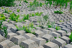 Terrain covered with flexible concrete mat to prevent erosion, laid on the ground, with plants growing through it
