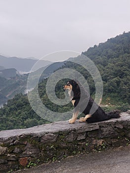 Terrain dog looks like a wolf