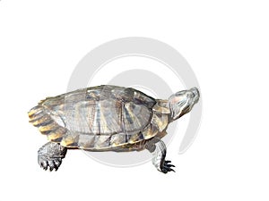 The terrapin