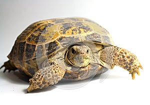 Terrapin