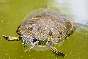 Terrapin