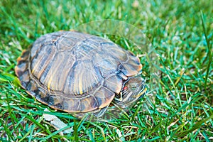 Terrapin