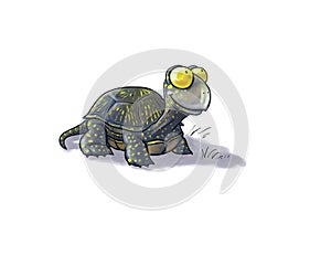 Terrapin