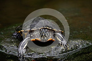 Terrapin