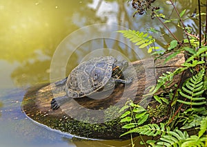 A terrapin Arrau turtle resting and sunbathing on a log