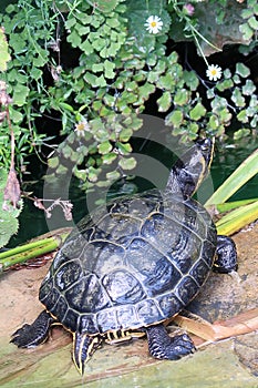 Terrapin basking in the sun.