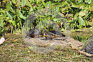 Terrapin basking in the sun