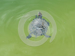 Terrapin in clear water