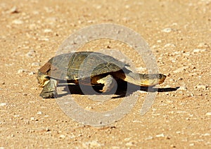 A terrapin crosses the road