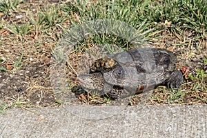 Terrapin in Crossing Sidewal in Avalon, New Jersey