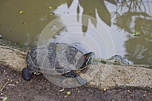 Terrapin in garden