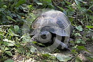 Terrapin on herb