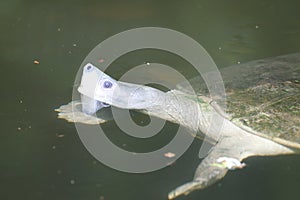 A Terrapin with its head raised above a pond water surface