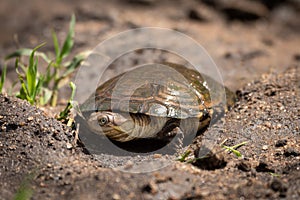 Terrapin lies in muddy gully by grass