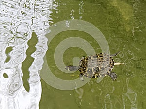 Terrapin in the Moat Around the Bandstand in Tavira