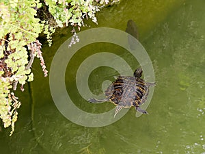 Terrapin in the Moat Around the Bandstand in Tavira