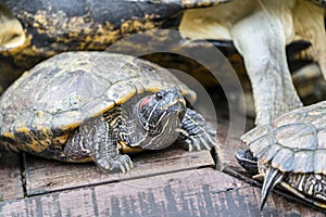 Terrapin on the move after sunbasking