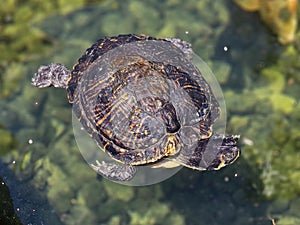 Terrapin paddling in a pond in the sunshine