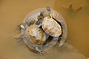 Terrapin By Pond - Botanical Gardens, Singapore