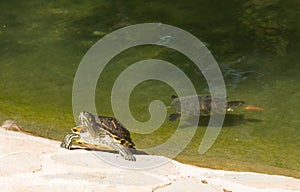 Terrapin and pond Reina Sofia Park Guardamar del Segura Spain