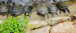 Terrapin Red Eared variety, Pseudemys scripta elegansÃÂ  photo