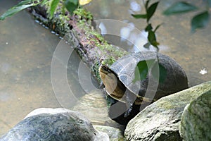 A Terrapin resting basking on some rocks boulders