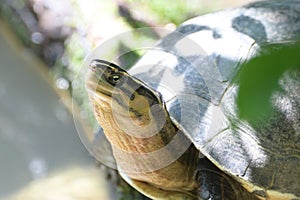 A Terrapin resting basking on some rocks boulders