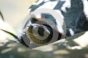 A Terrapin resting basking on some rocks boulders