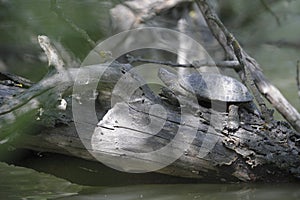 Terrapin resting on tree stump