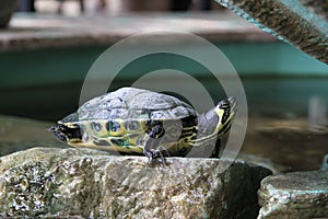 Terrapin on a rock.