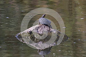 Terrapin on rock in lake