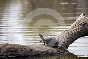 Terrapin sitting on a log