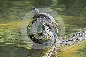 Terrapin Sitting on a Log