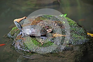 A terrapin sitting on a mossy boulder