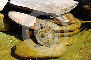 Terrapin on a stone.