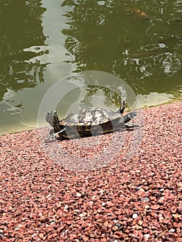 Terrapin stretching in the sun