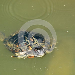 Terrapin Surfacing