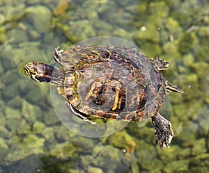 Terrapin swimming in a pool