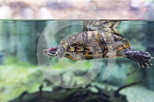 Terrapin photo