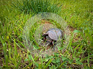 Terrapin in Tall Grass in My Yard