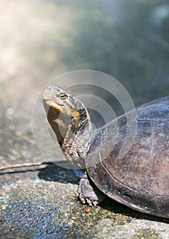 Terrapin in Thailand