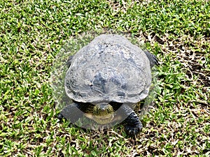 Terrapin or Tortoise on the green grass