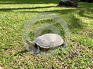 Terrapin or Tortoise on the green grass