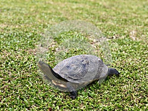Terrapin or Tortoise on the green grass