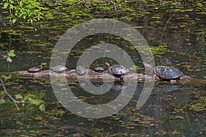 Terrapin Tummy Time in Spring