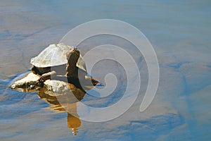 Terrapin turtle