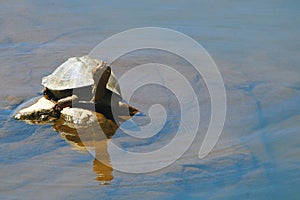 Terrapin turtle