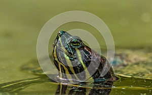Terrapin turtle closeup in a zoo